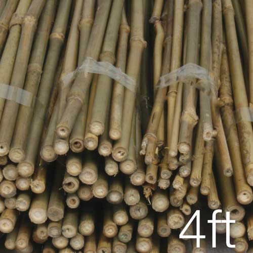 Cannes de bambou 122 cm (4 pieds) - Naturelles | Tuteurs de plantes robustes.