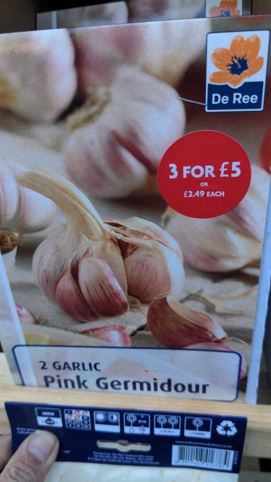 Garlic pink Germidour