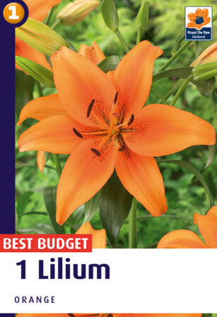 Lilium Orange