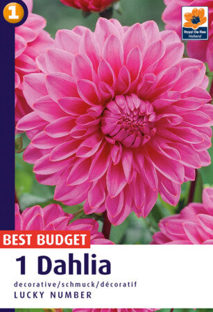 De Ree Dahlia Lucky Number