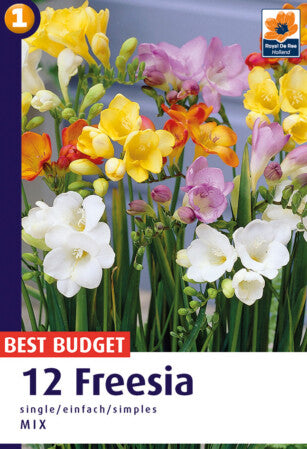 De Ree Freesia single mix Seeds