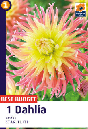 De Ree Dahlia Star Elite