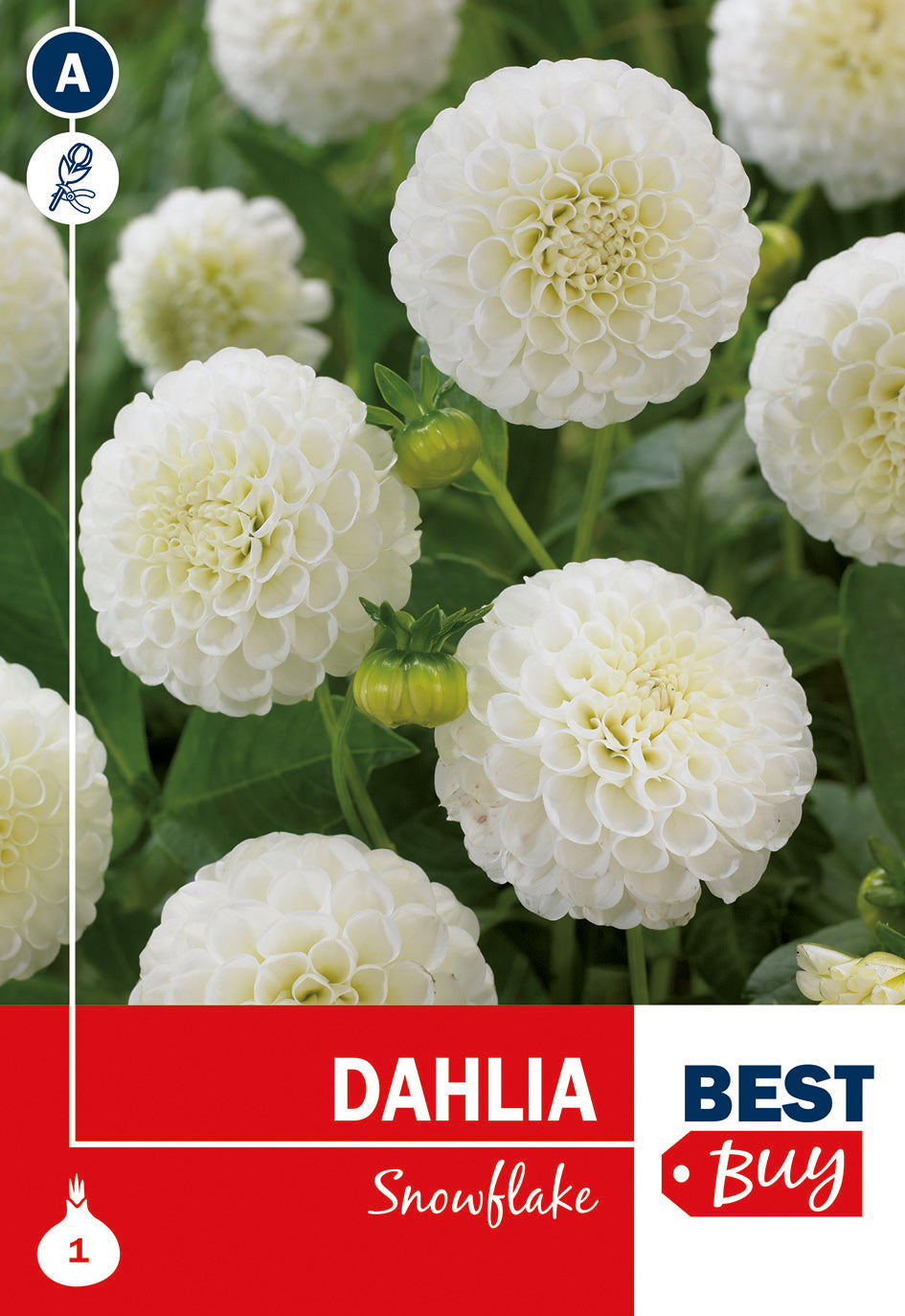 Graines de Dahlia Snowflake De Ree