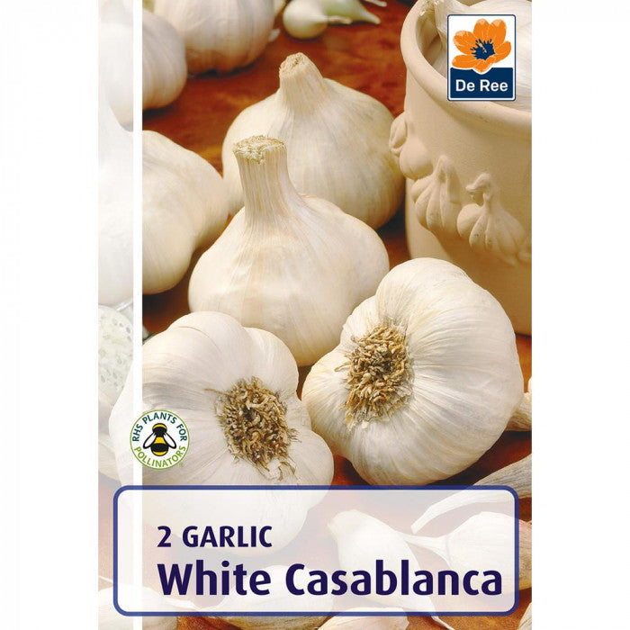 De Ree Garlic White Casablanca Bulb