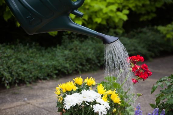 General Purpose Rose For Watering Can
