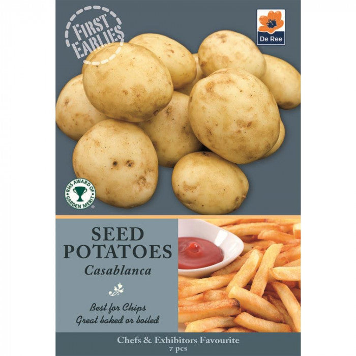 Pommes de terre de semence précoces De Ree Casablanca