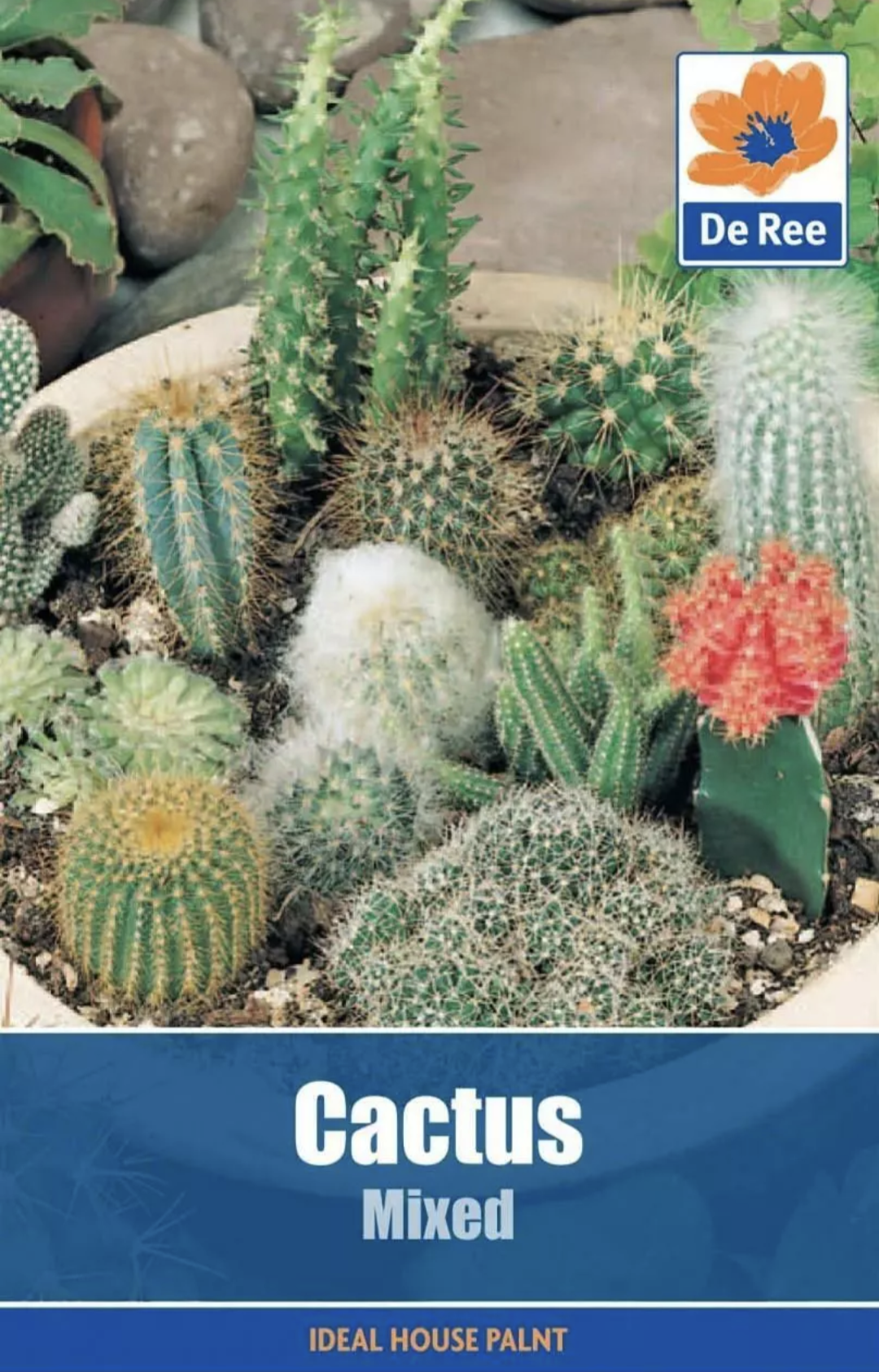 Cactus Mixed Seeds