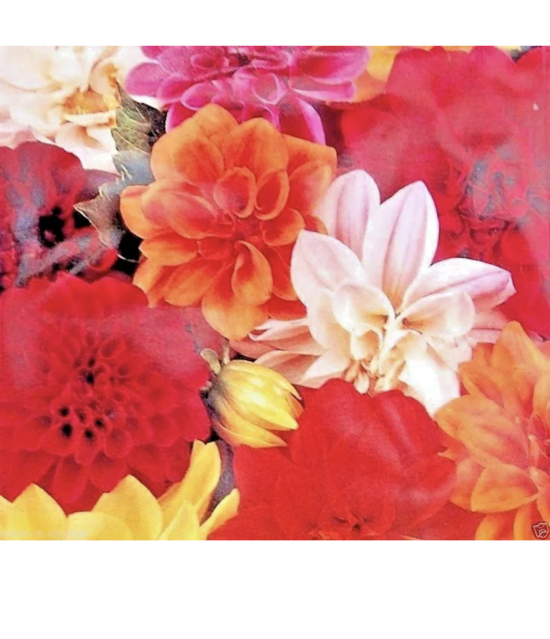 De Ree Dahlia Unwins Dwarf Mixed Seeds