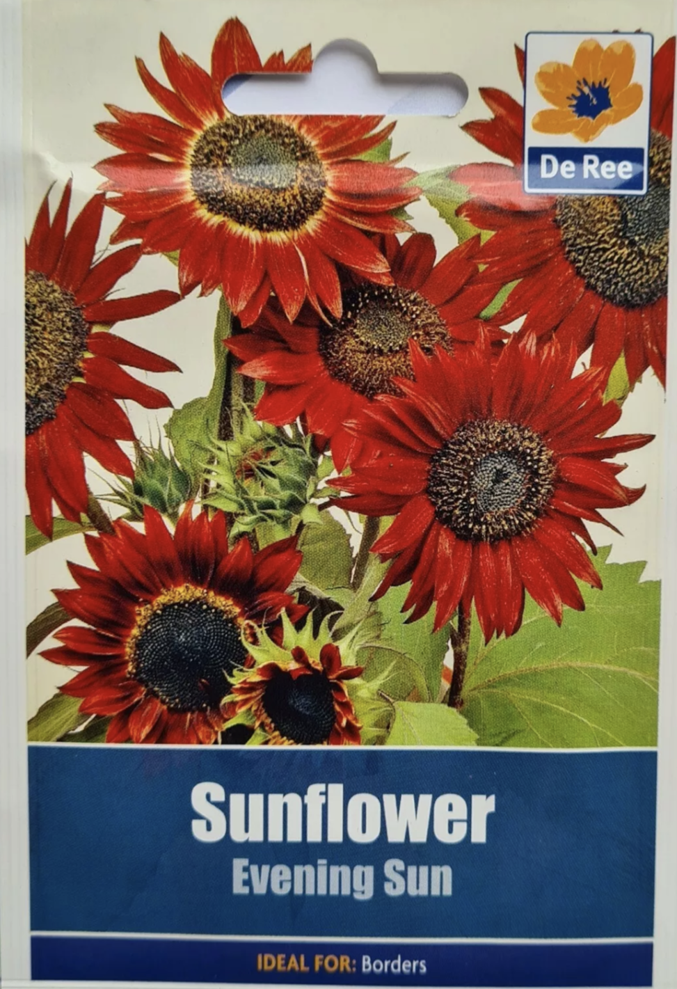 Tournesol Soleil du Soir