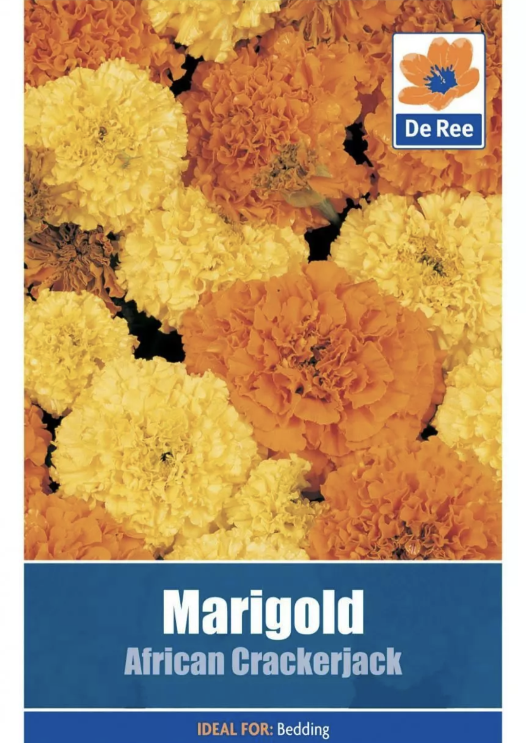 De Ree Œillet d'Inde African Crackerjack