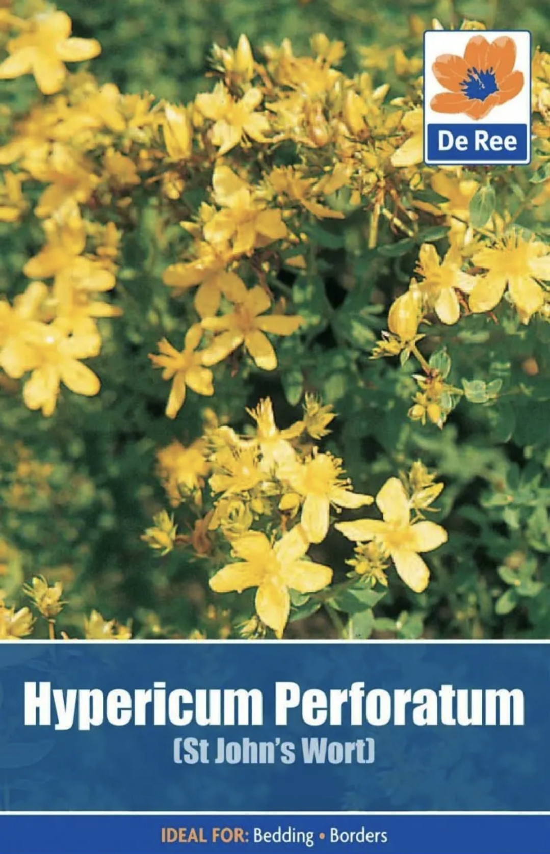 Hypericum Perforatum st John's wort