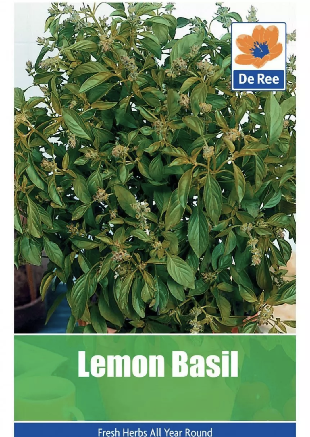 Graines de Basilic Citronné De Ree