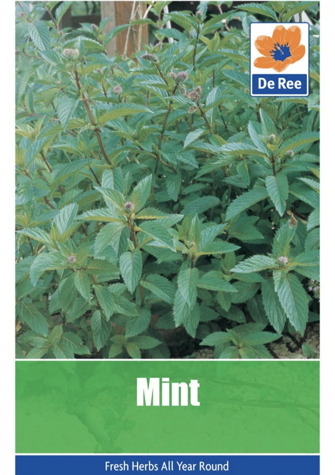 Menthe de Ree