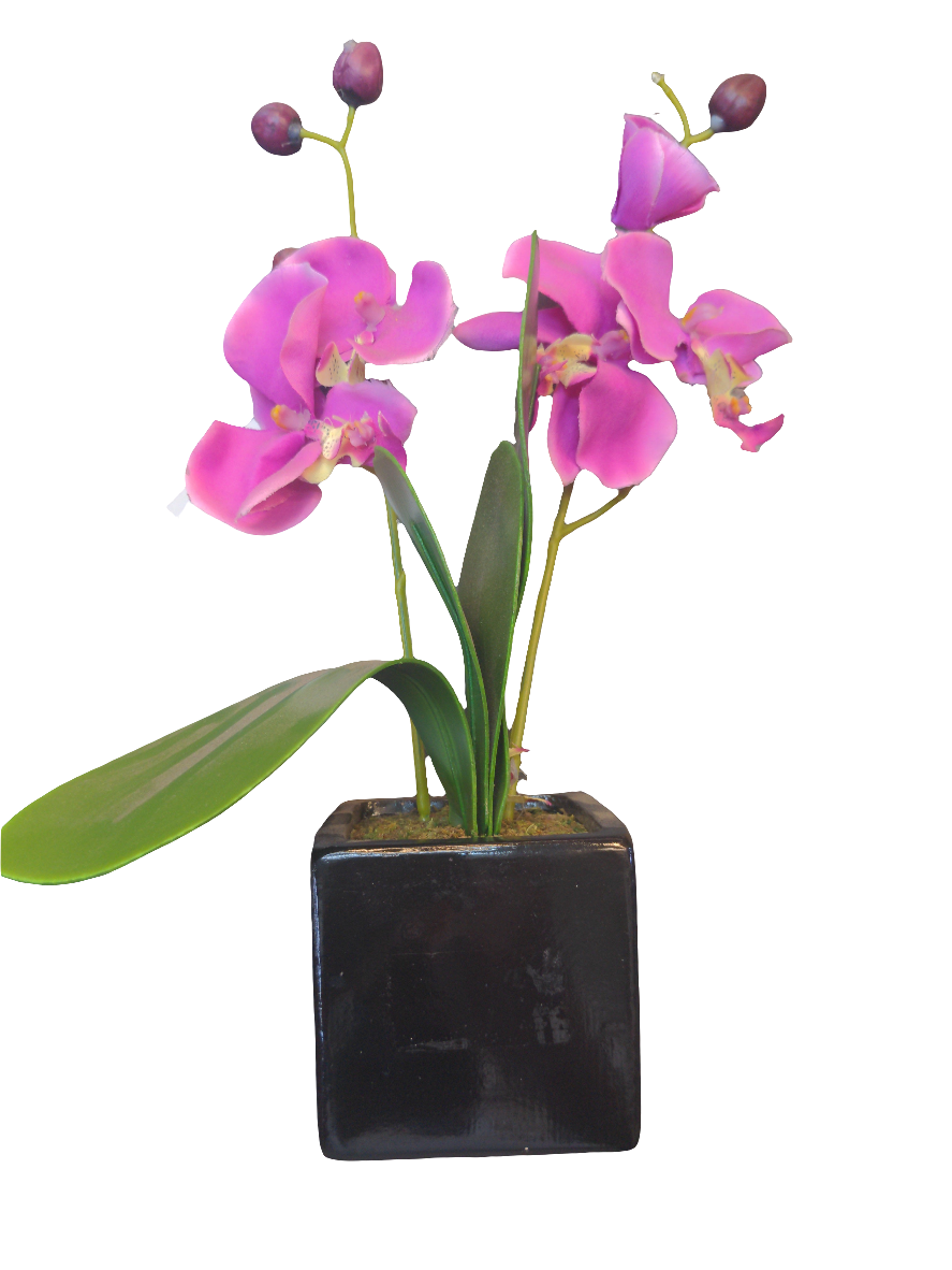 Orchidée en pot carré