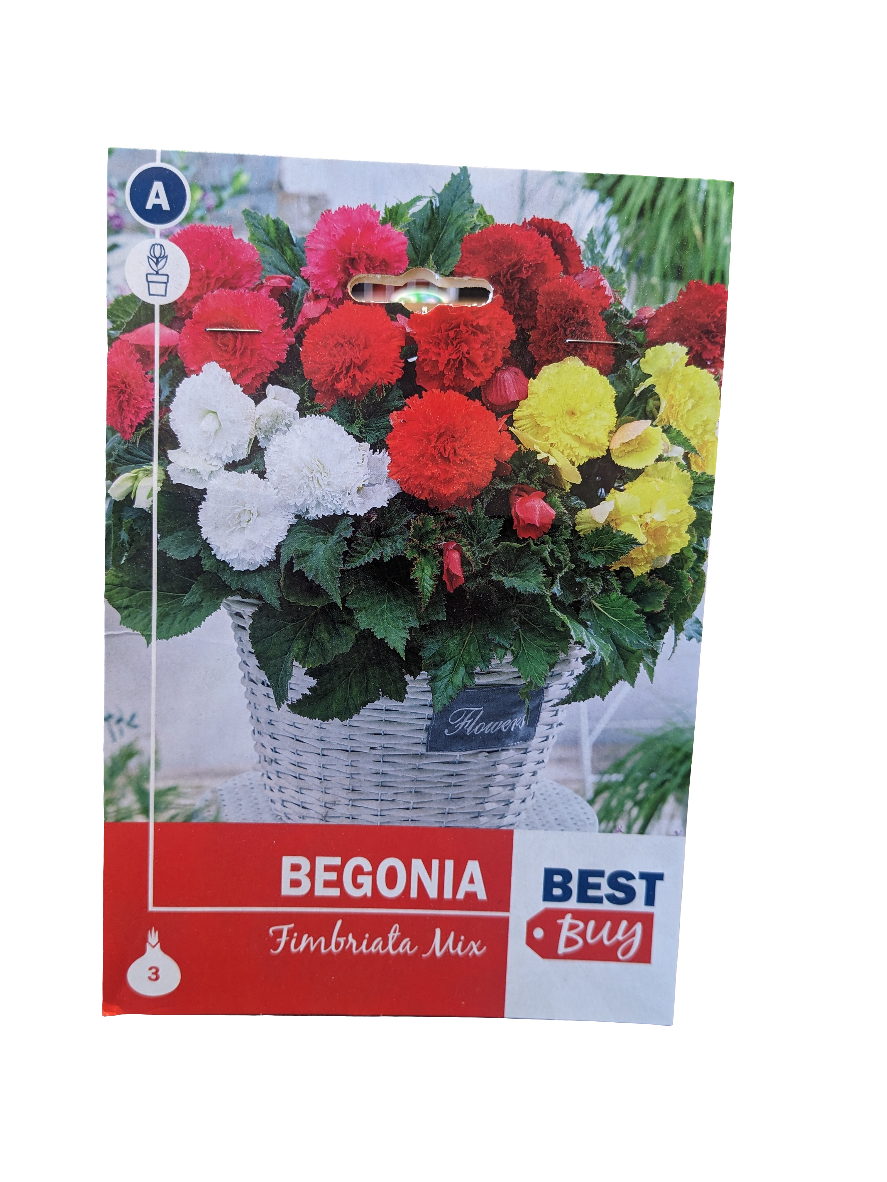 De Ree Begonia fimlriata mix