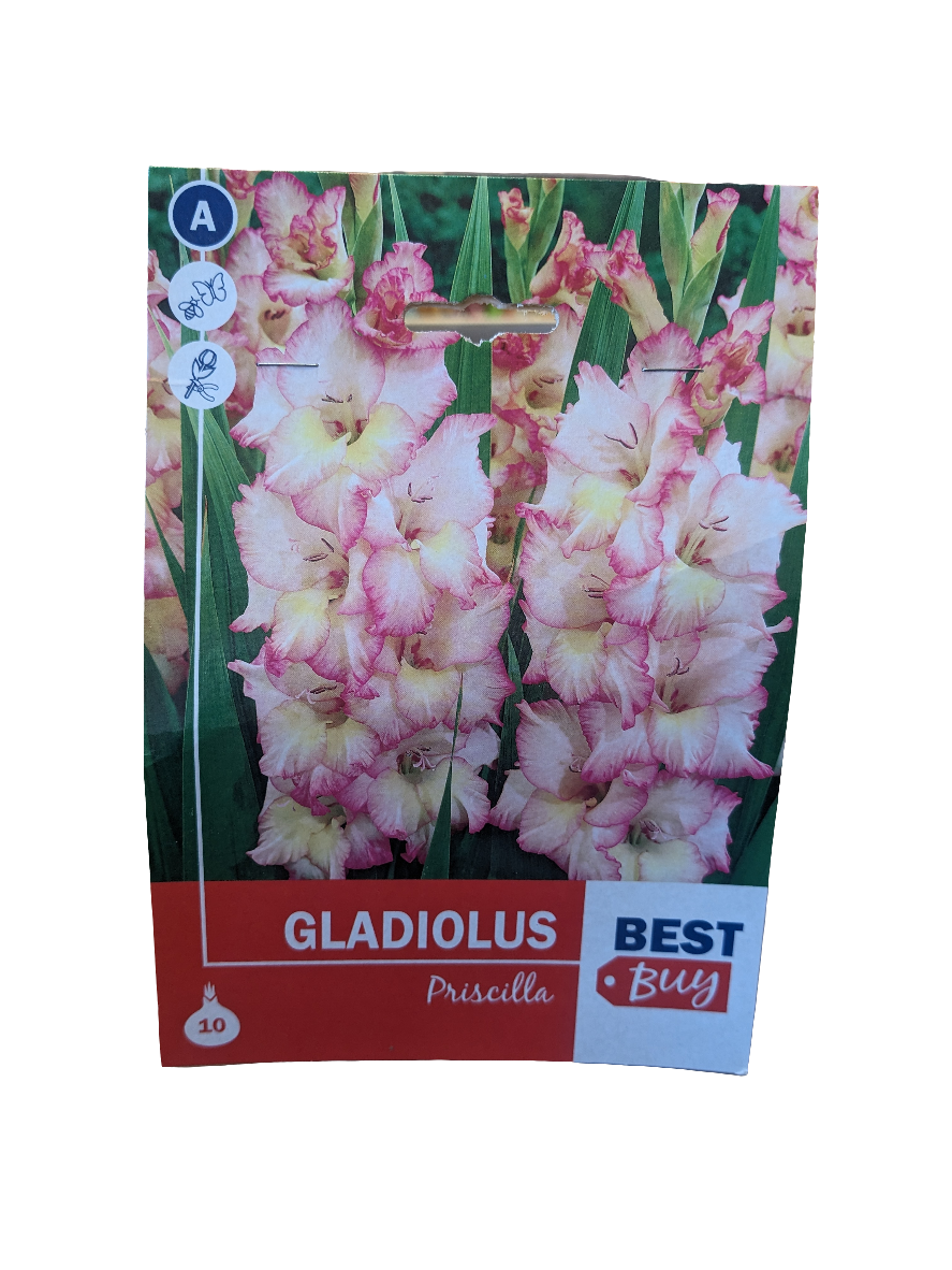 De Ree Gladiolus priscilla Seeds