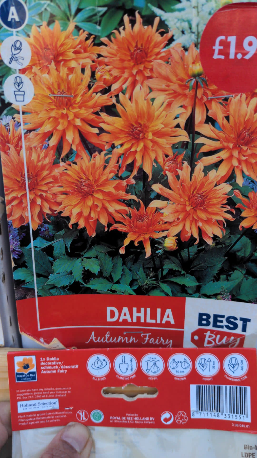 Dahlia féerique d'automne