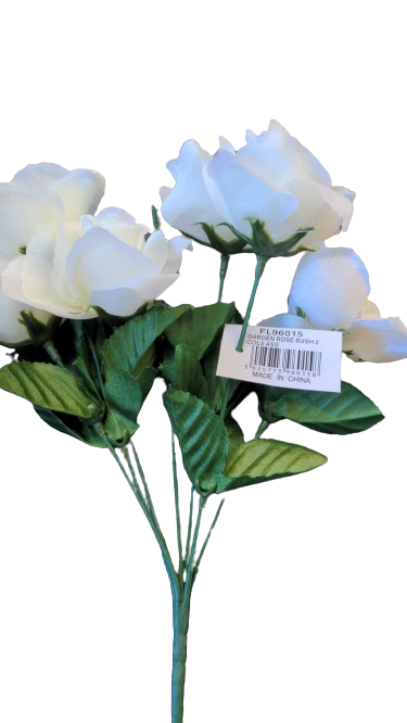 Rosier de jardin 'Colossas White'