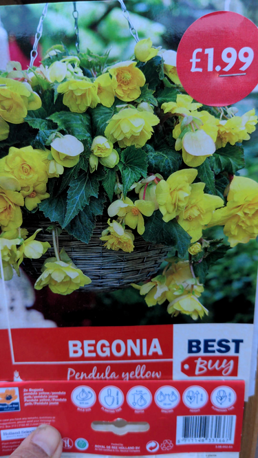 Begonia pendula yellow