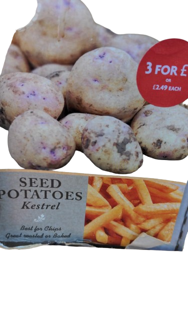 De Ree Pommes de terre de semence Kestrel