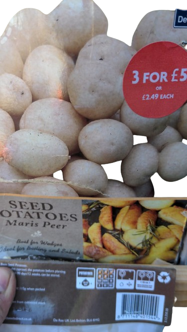 De Ree Seed potatoes maris peer