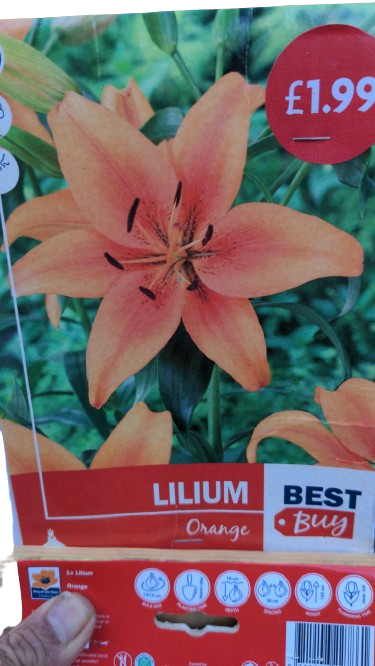 lilium orange