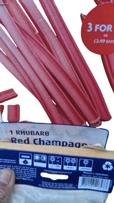 Rhubarb red champaq