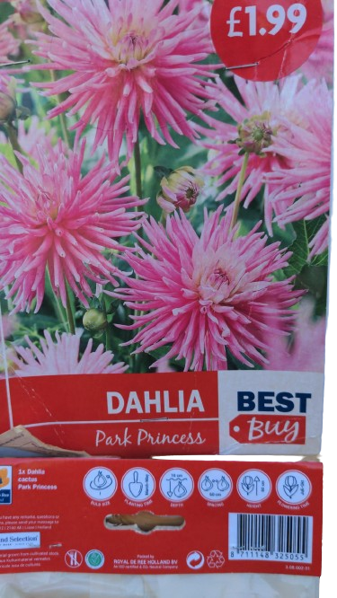 Dahlia 'Park Princess' (De Ree)