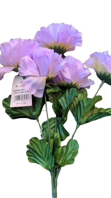 Carnation rose colssas