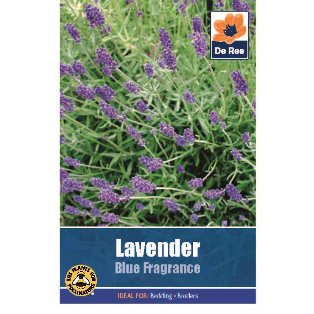 Graines de lavande parfumée De Ree