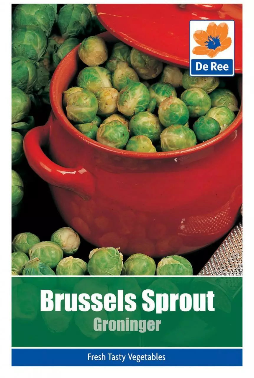 Graines de choux de Bruxelles De Ree Groninger