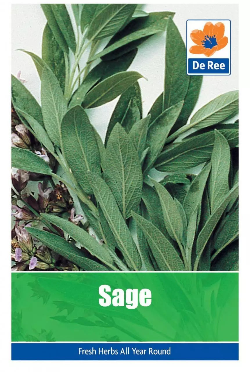 SACHET de GRAINES de SAUGE du Jardin 20 GRAINES d'HERBES AROMATIQUES