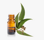 Aroma oil eucalyptus 15ml