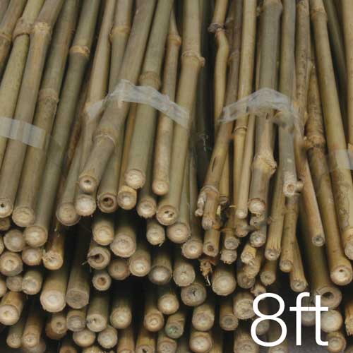 Tiges de bambou de qualité supérieure de 2,4 m - Support de jardin respectueux de l'environnement.