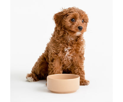 Gamelle élégante pour animaux 13cm – Améliorez l'expérience culinaire de votre animal.