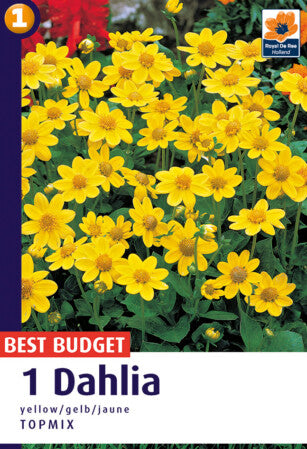 Dahlia Topmix Jaune