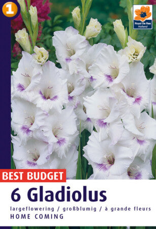 De Ree Gladiolus  'Home Coming'