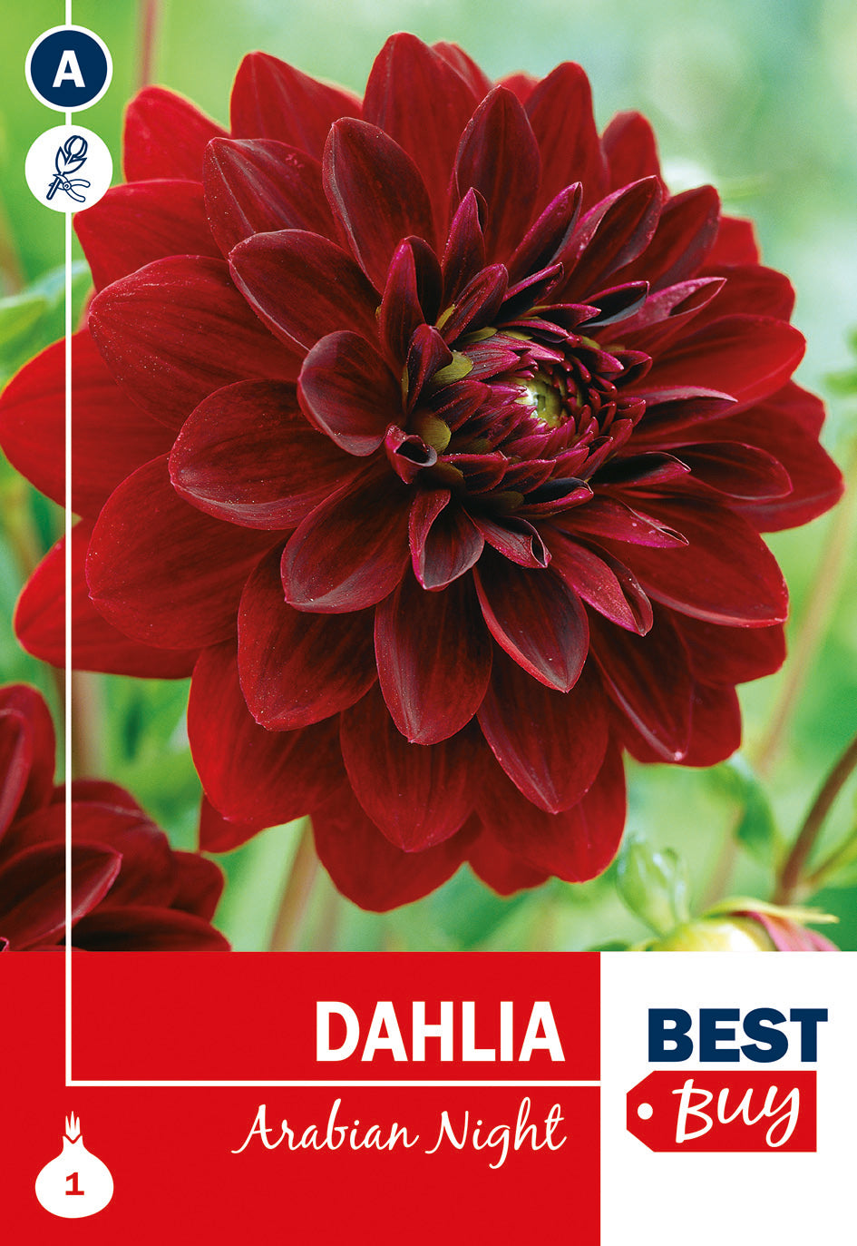 De Ree Daalia Arabian Night 1