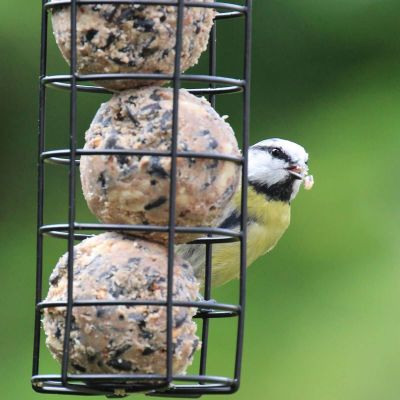 FAT (SUET) BALLS 6pk wild bird food