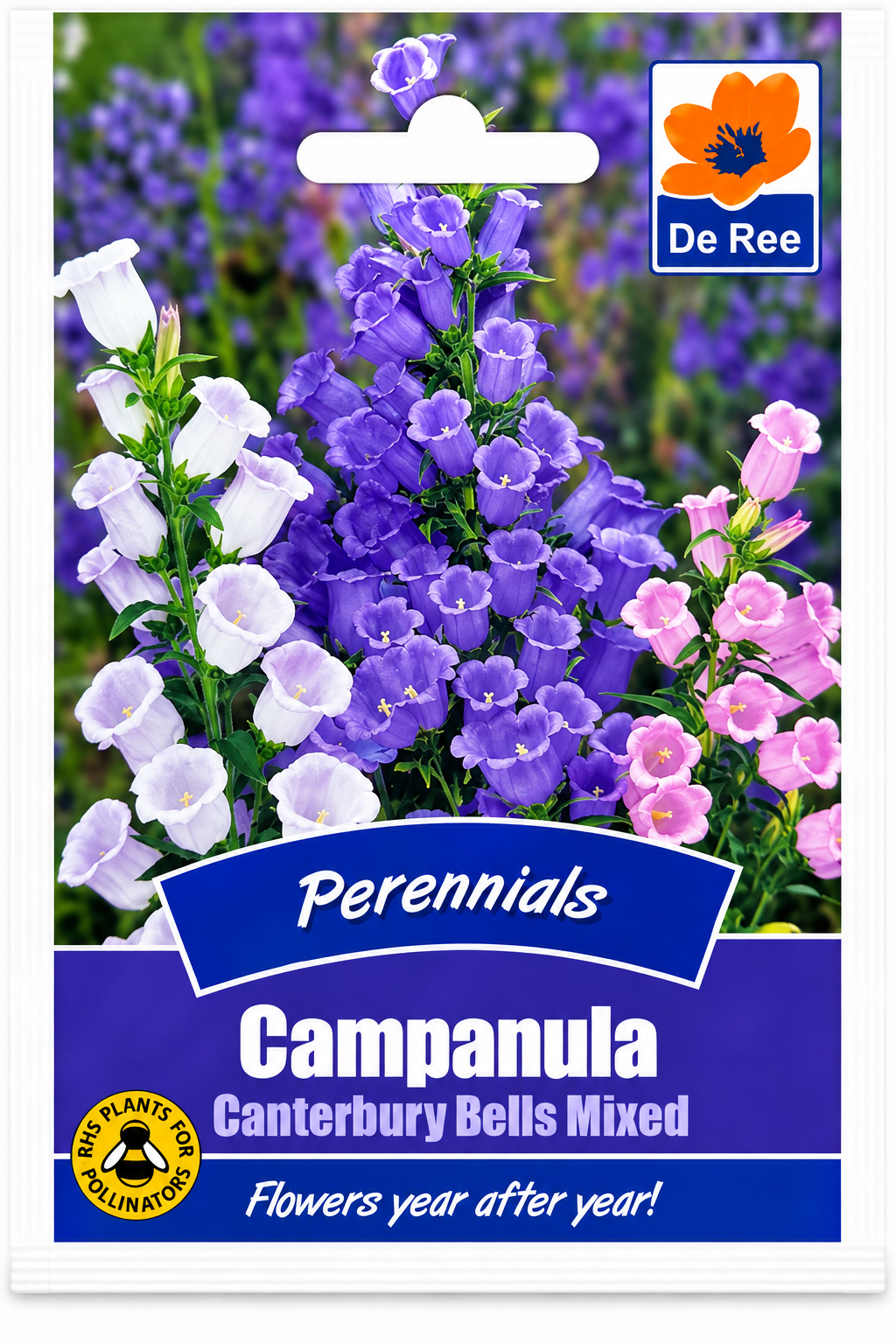 DE REE PERENNIALS CAMPANULA CANTERBURY BELLS MIXED