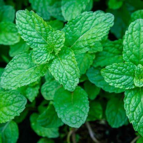 De Ree Graines de menthe fraîche