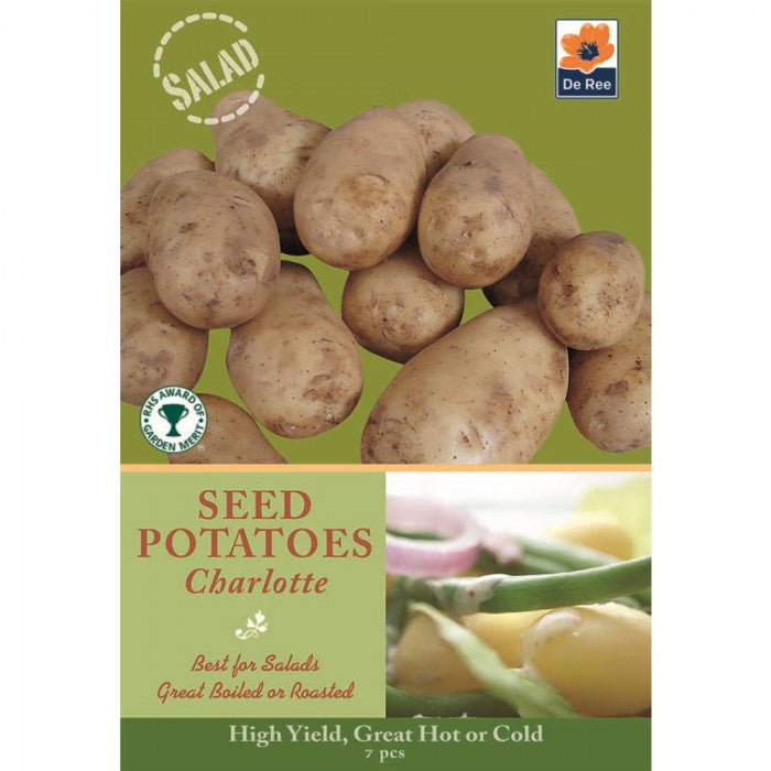 Pommes de terre Charlotte de Ree, semences