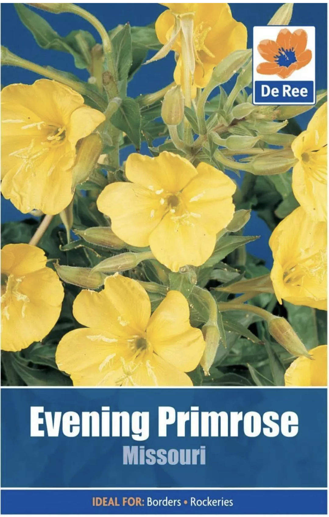 EVENING PRIMROSE Missouri Seeds