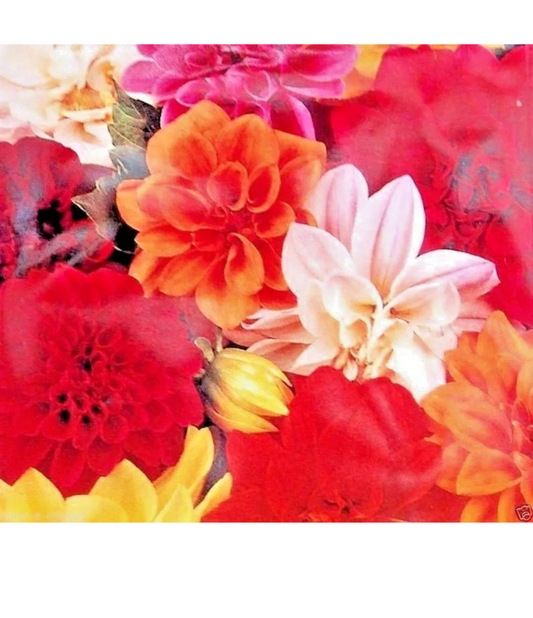 De Ree Graines de Dahlias nains mélangés Unwins