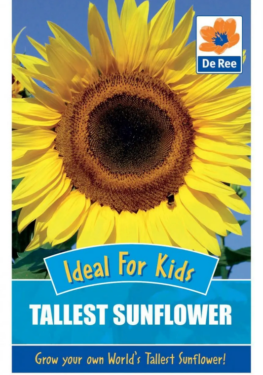 Graines de Tournesol les Plus Grandes De Ree