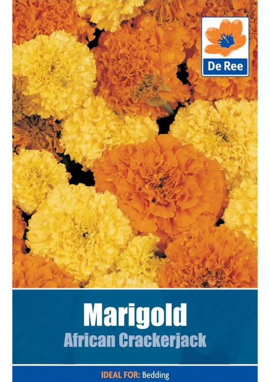 De Ree Œillet d'Inde African Crackerjack