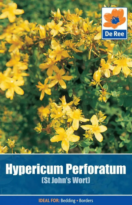 Millepertuis perforé