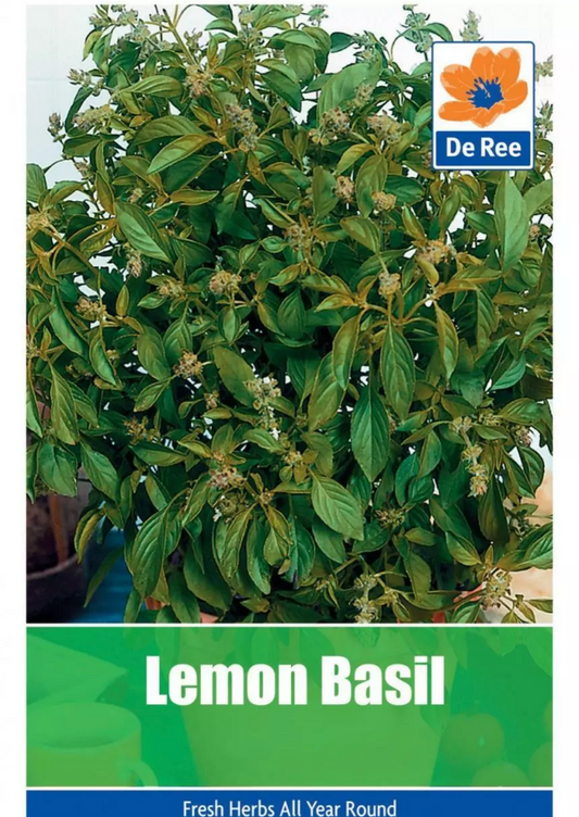 Graines de Basilic Citronné De Ree