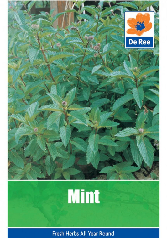 Menthe de Ree