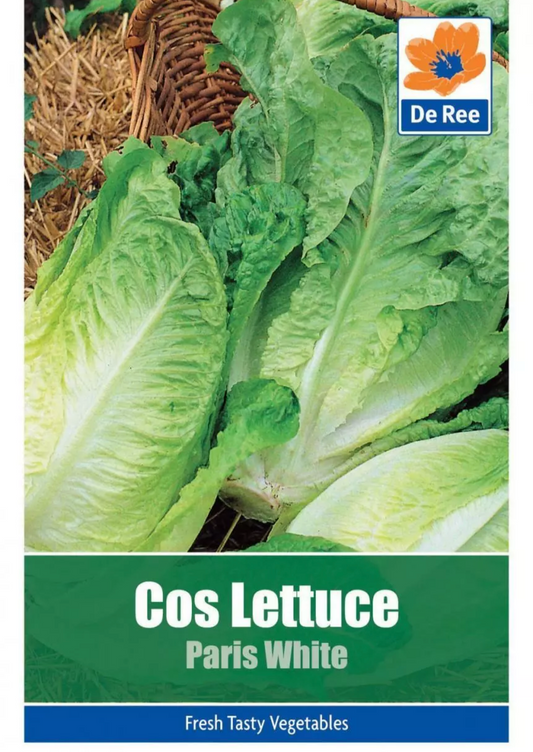 De Ree Laitue Romaine Paris White